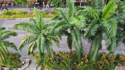 Blk 7 Tanjong Pagar Plaza (Central Area), HDB 4 Rooms #175365562